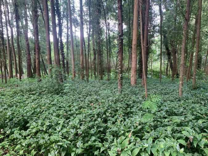 Terreno Agricola ou Rústico para Venda em Eixo e Eirol Foto 28