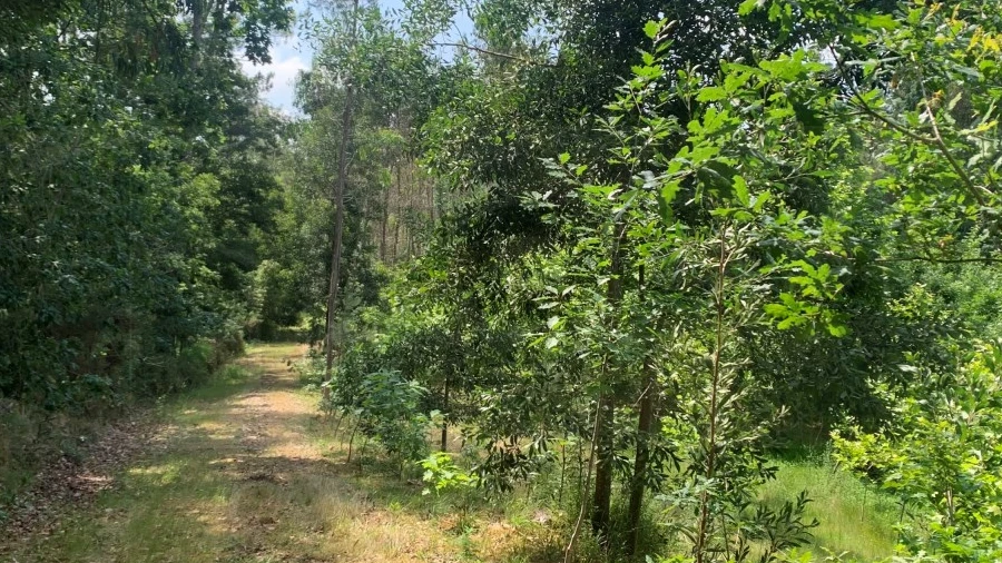 Terreno Agricola ou Rústico para Venda em Eixo e Eirol