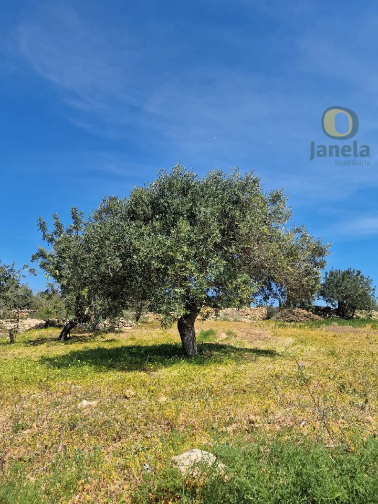 Terreno Agricola ou Rústico para Venda em Conceição e Estoi Foto 2