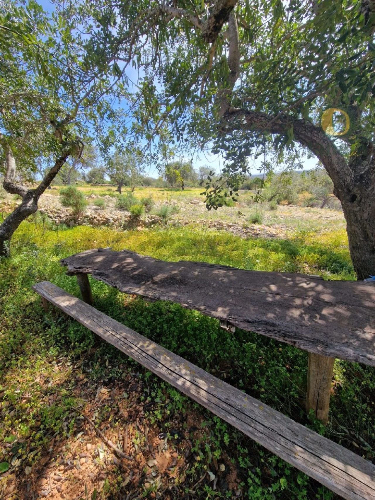 Terreno Agricola ou Rústico para Venda em Conceição e Estoi Foto 9