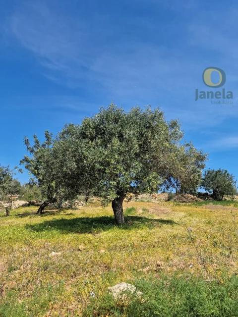 Terreno Agricola ou Rústico para Venda em Conceição e Estoi