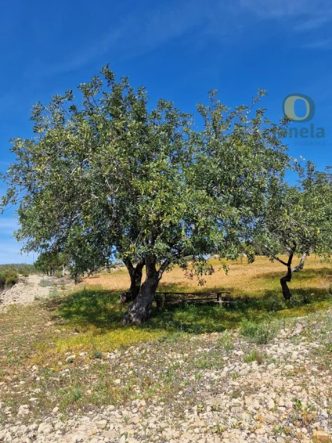 Terreno Agricola ou Rústico para Venda em Conceição e Estoi
