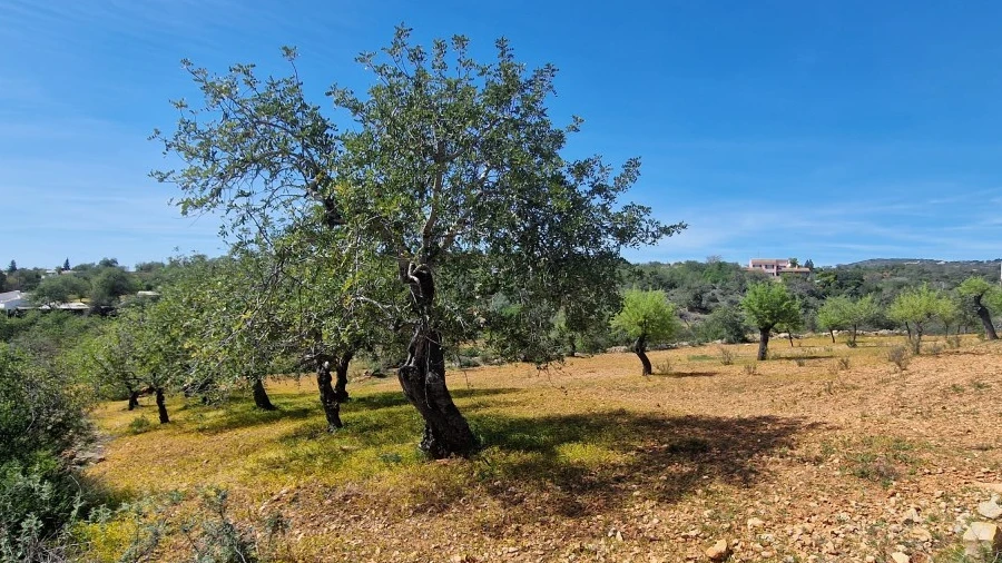 Terreno Agricola ou Rústico para Venda em Conceição e Estoi