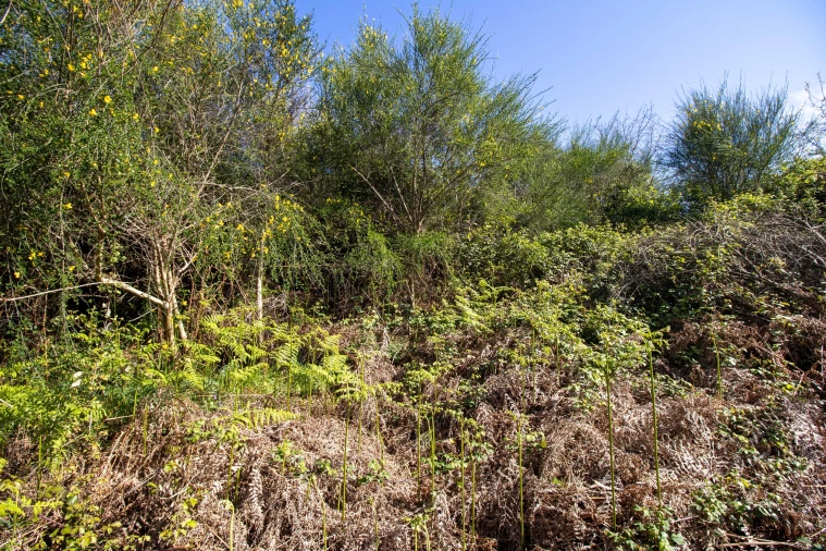 Quinta T0 para Venda em Gestaço Foto 27