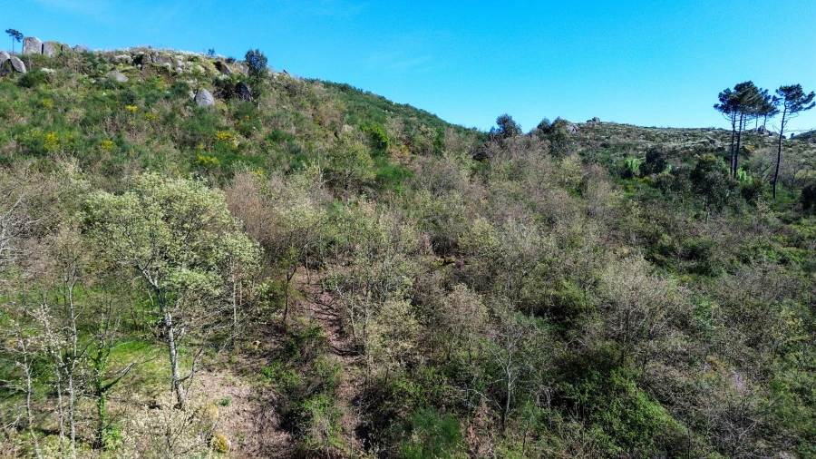 Quinta T0 para Venda em Gestaço Foto 22