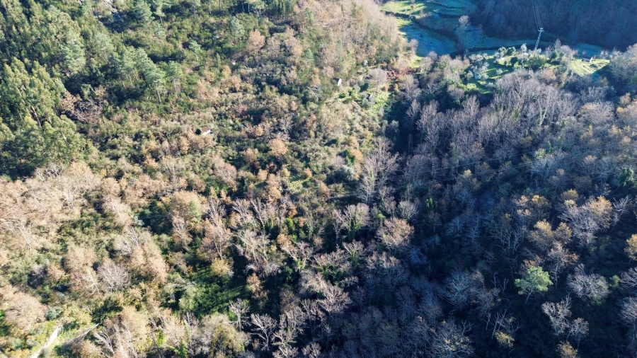 Quinta T0 para Venda em Bustelo, Carneiro e Carvalho de Rei Foto 23
