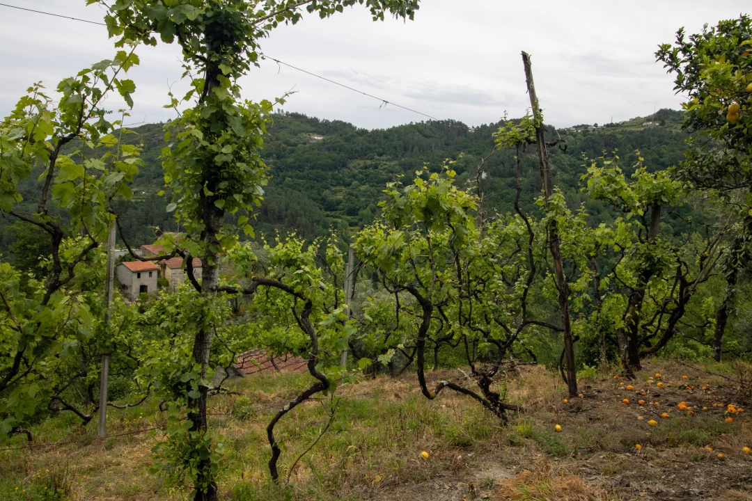 Moradia T2 para Venda em Bustelo, Carneiro e Carvalho de Rei Foto 30