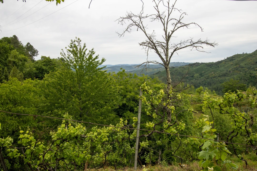 Moradia T2 para Venda em Bustelo, Carneiro e Carvalho de Rei Foto 32