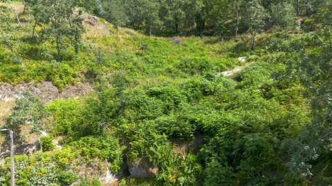 Terreno para Venda em Jazente