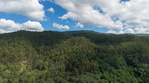 Terreno para Venda em Jazente