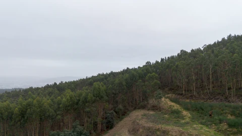 Terreno para Venda em Vandoma
