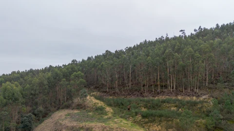 Terreno para Venda em Vandoma