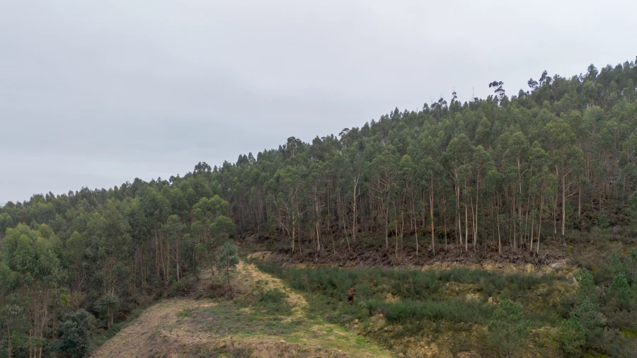 Terreno para Venda em Vandoma Foto 4