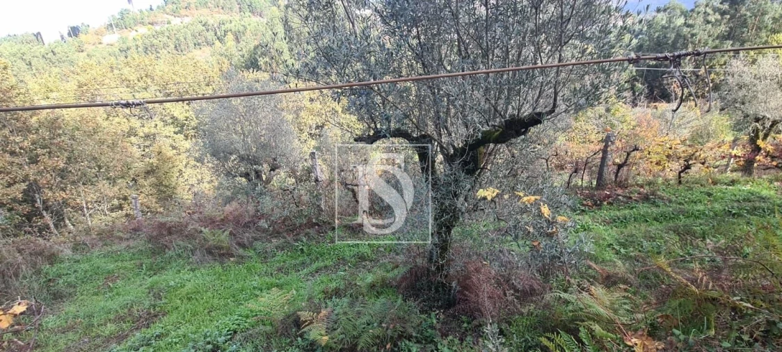 Terreno para Venda em Candemil Foto 18