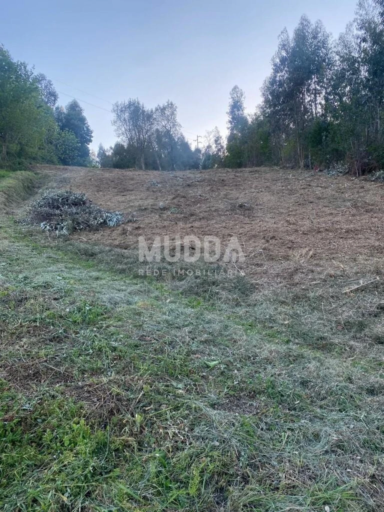 Terreno para Venda em Pinheiro da Bemposta, Travanca e Palmaz Foto 5
