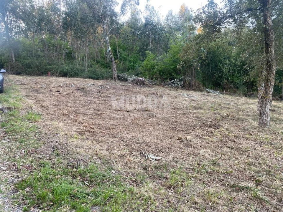 Terreno para Venda em Pinheiro da Bemposta, Travanca e Palmaz Foto 4