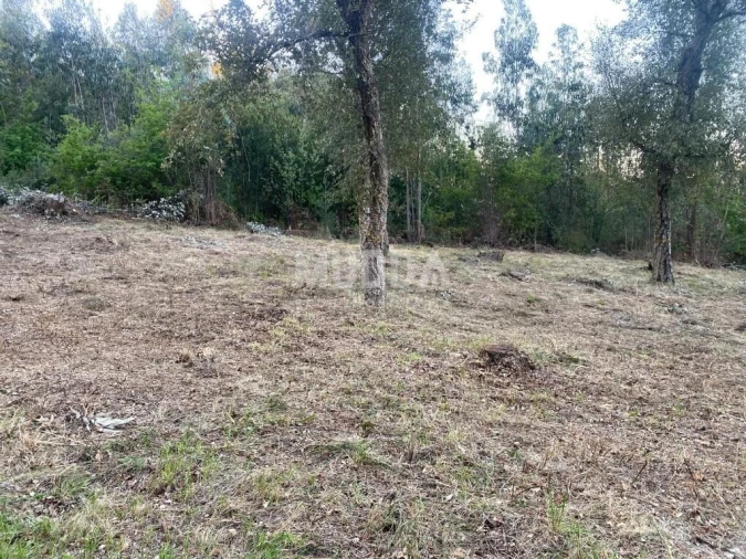 Terreno para Venda em Pinheiro da Bemposta, Travanca e Palmaz Foto 3