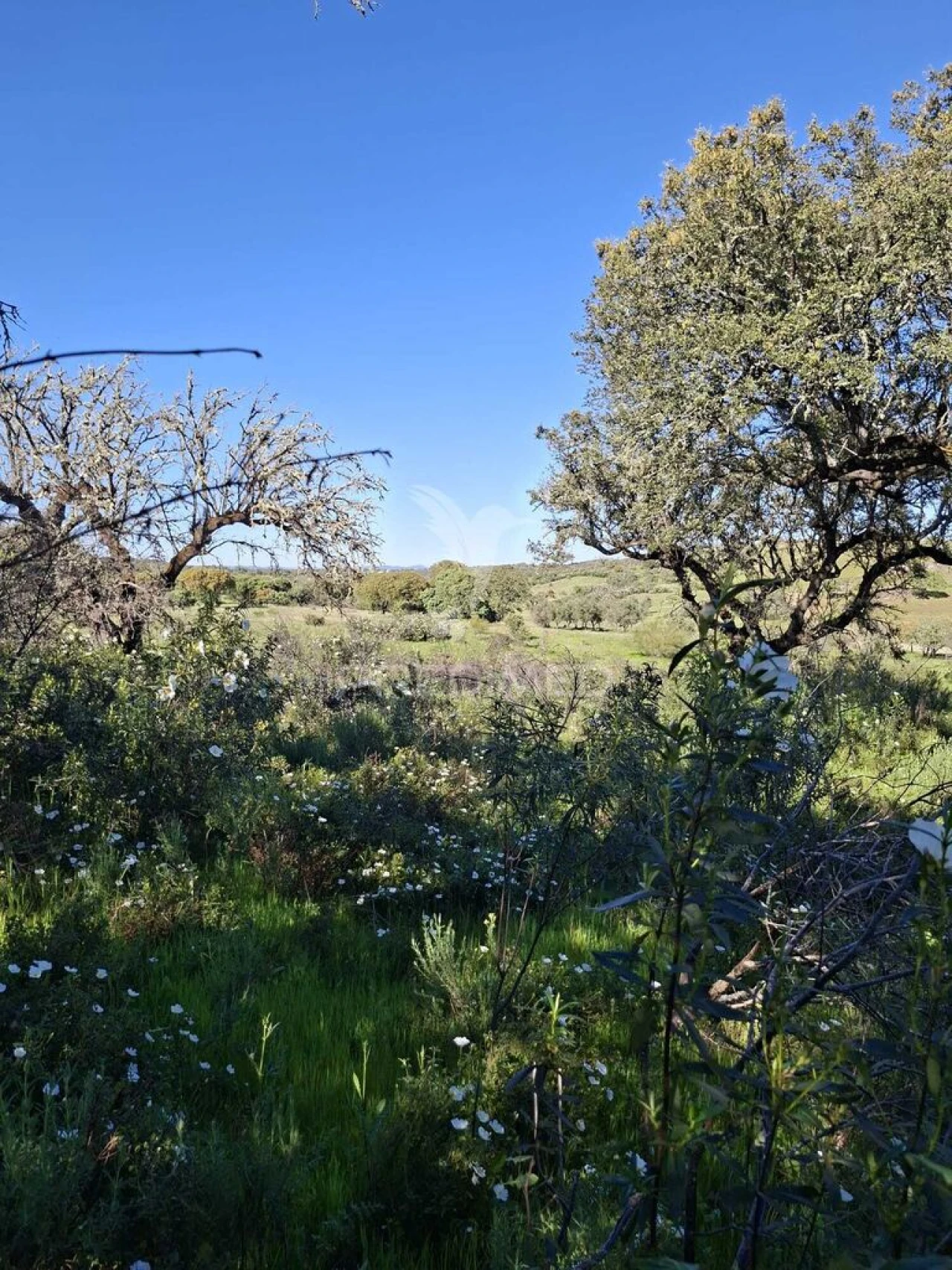 Terreno para Venda em Capelins (Santo Antonio) Foto 3