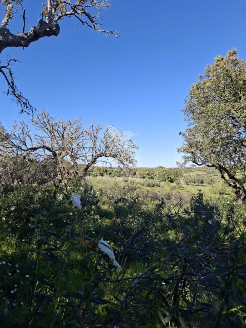 Terreno para Venda em Capelins (Santo Antonio)