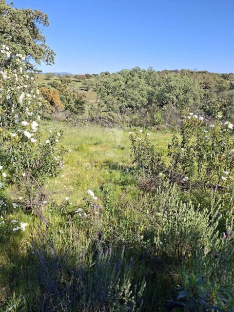 Terreno para Venda em Capelins (Santo Antonio)
