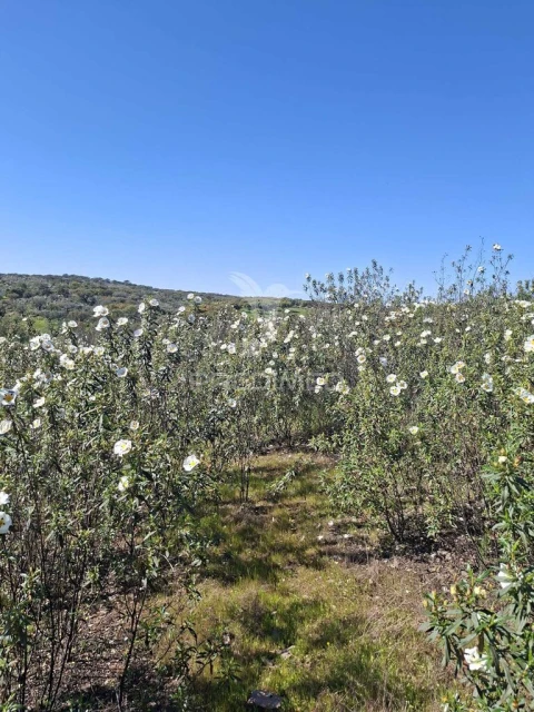 Terreno para Venda em Capelins (Santo Antonio)