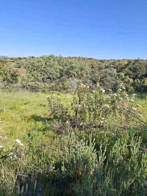Terreno para Venda em Capelins (Santo Antonio)