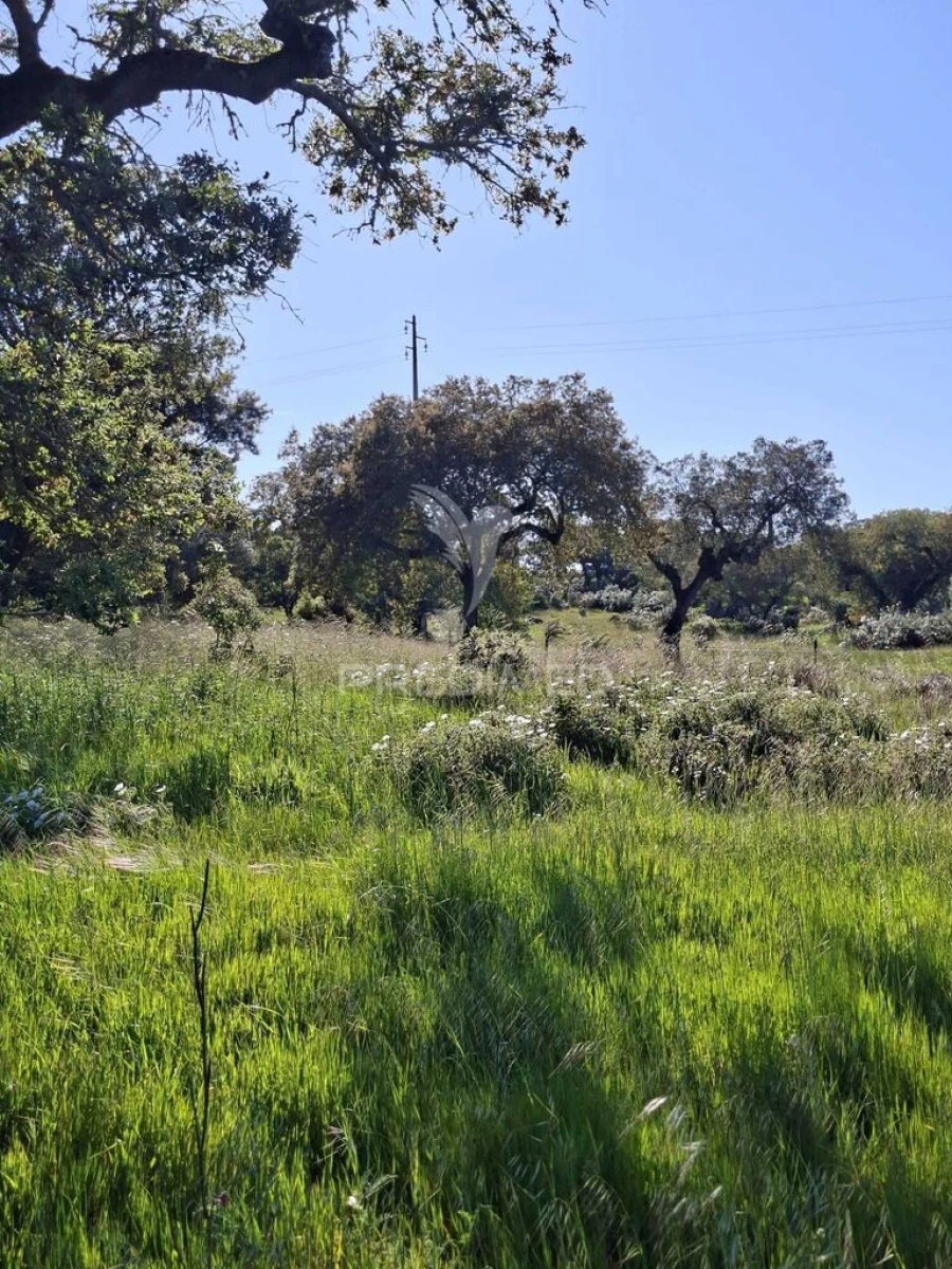 Terreno para Venda em Capelins (Santo Antonio) Foto 10