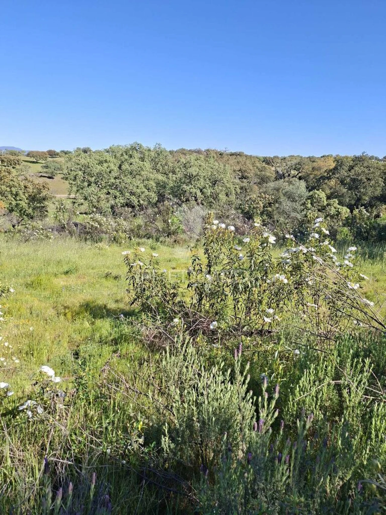 Terreno para Venda em Capelins (Santo Antonio) Foto 11