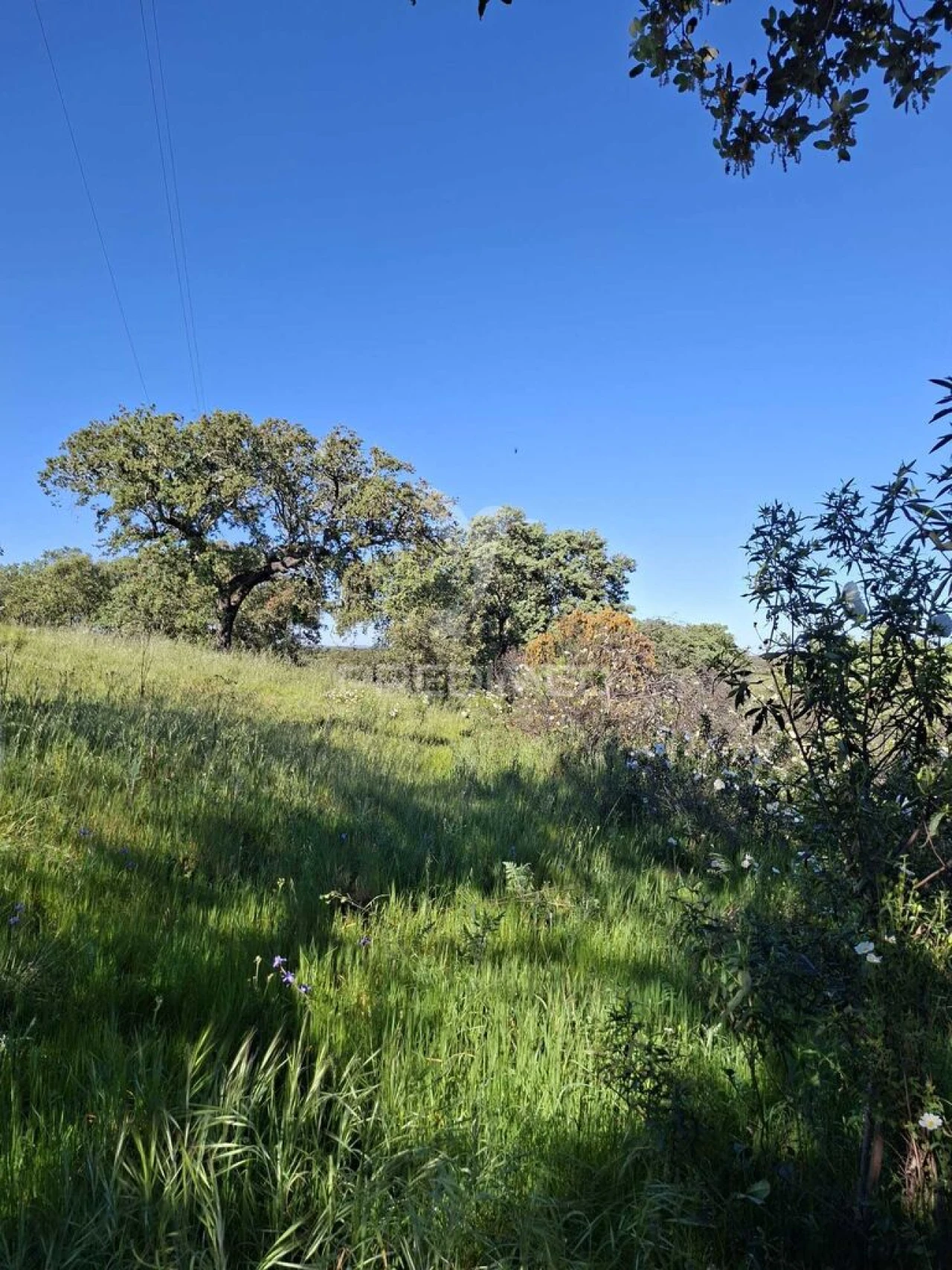 Terreno para Venda em Capelins (Santo Antonio) Foto 6