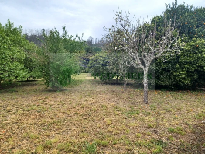 Moradia T4 para Venda em Pessegueiro do Vouga Foto 42