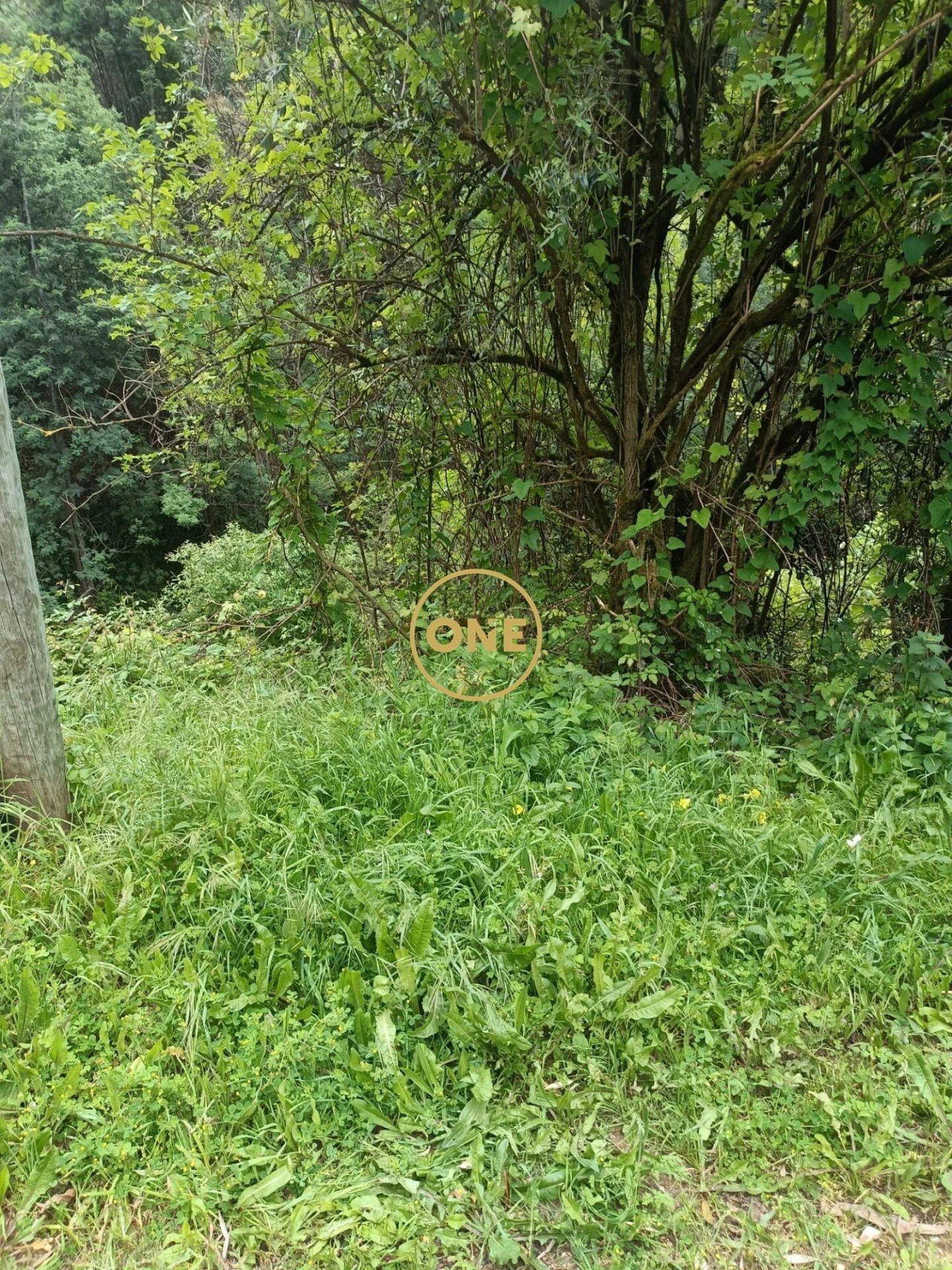 Terreno para Venda em Santo Antonio dos Olivais Foto 7