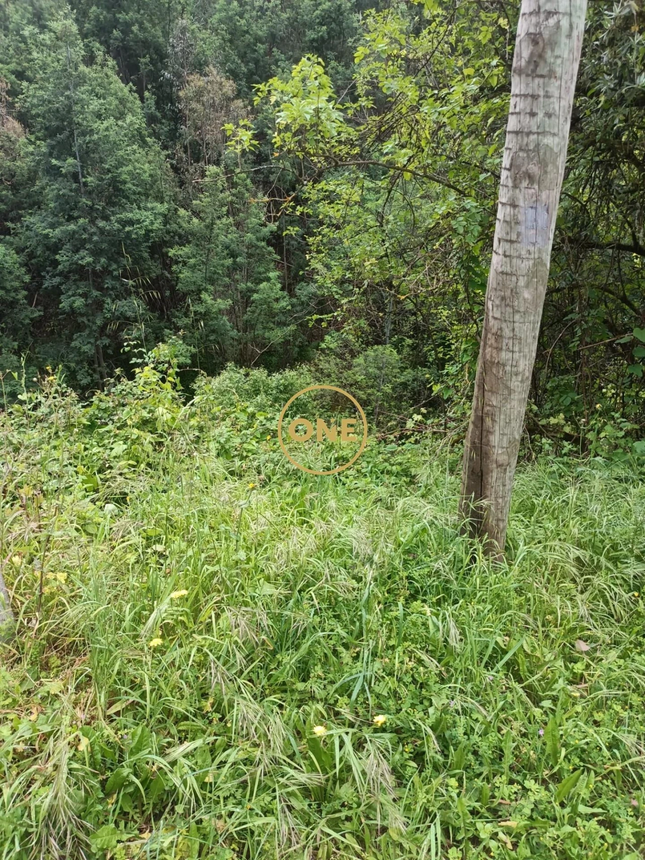 Terreno para Venda em Santo Antonio dos Olivais Foto 8