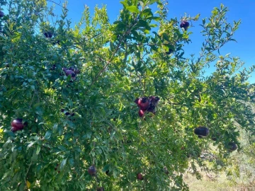 Moradia para Venda em Chamusca e Pinheiro Grande