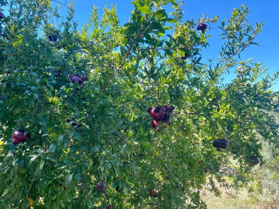 Moradia para Venda em Chamusca e Pinheiro Grande Foto 28