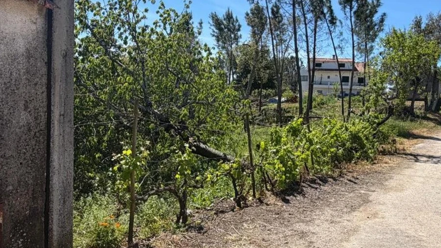 Terreno para Venda em Castelo
