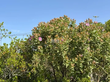 Terreno para Venda em Lagos (São Sebastião e Santa Maria)