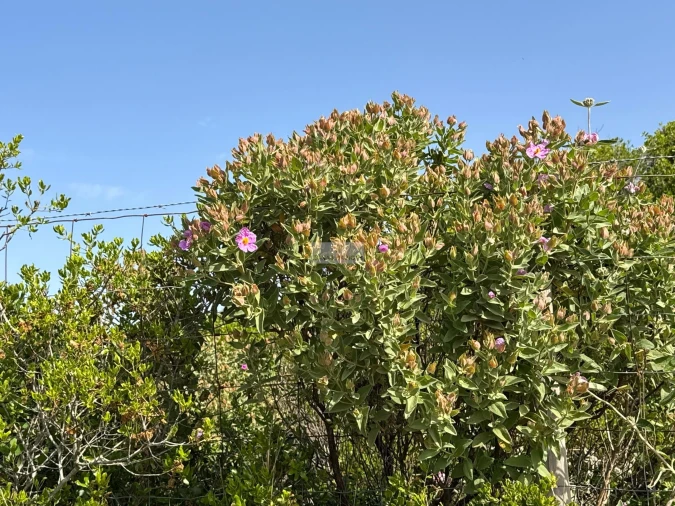 Terreno para Venda em Lagos (São Sebastião e Santa Maria) Foto 7