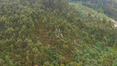 Quinta para Venda em Antime e Silvares (São Clemente)