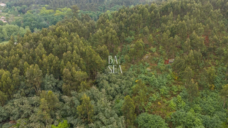 Quinta para Venda em Antime e Silvares (São Clemente) Foto 24