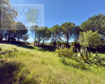 Terreno para Venda em Santa Barbara de Nexe