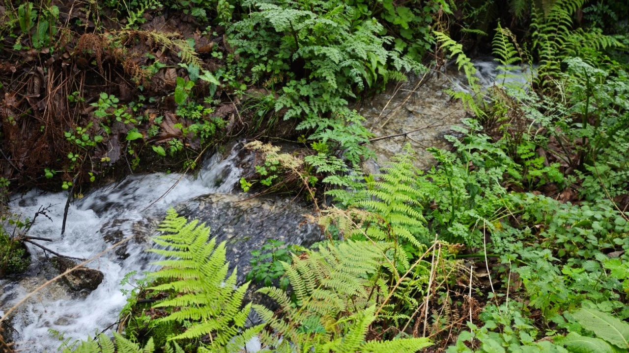 Moradia T3 para Venda em Beiral do Lima Foto 40