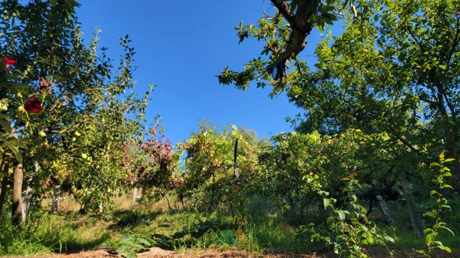 Moradia T3 para Venda em Beiral do Lima Foto 34