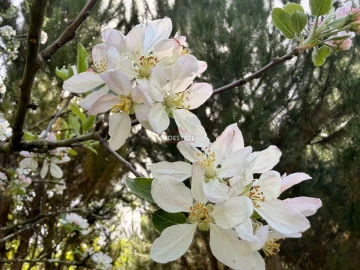 Quinta T0 para Venda em Paranhos