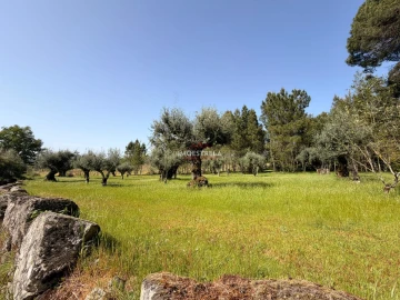 Quinta T0 para Venda em Paranhos