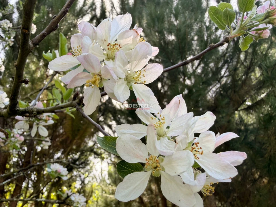 Quinta T0 para Venda em Paranhos Foto 4