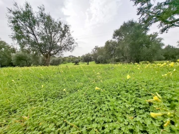 Terreno para Venda em Guia