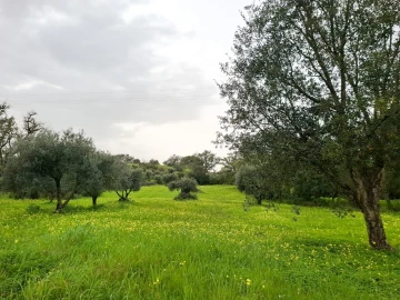 Terreno para Venda em Guia