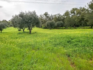 Terreno para Venda em Guia