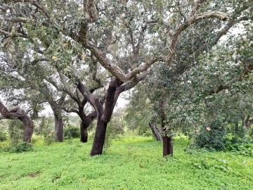 Terreno para Venda em Guia