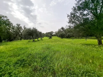 Terreno para Venda em Guia